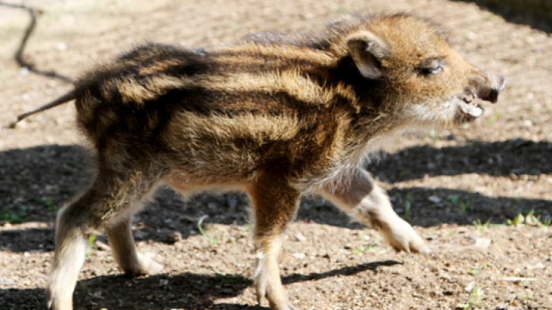 Паника във врачанско заради разхождащо се диво прасенце