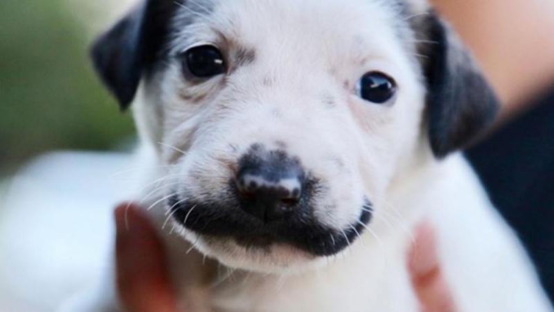 Кученце с мустаци като на Салвадор Дали очарова мрежата ВИДЕО 