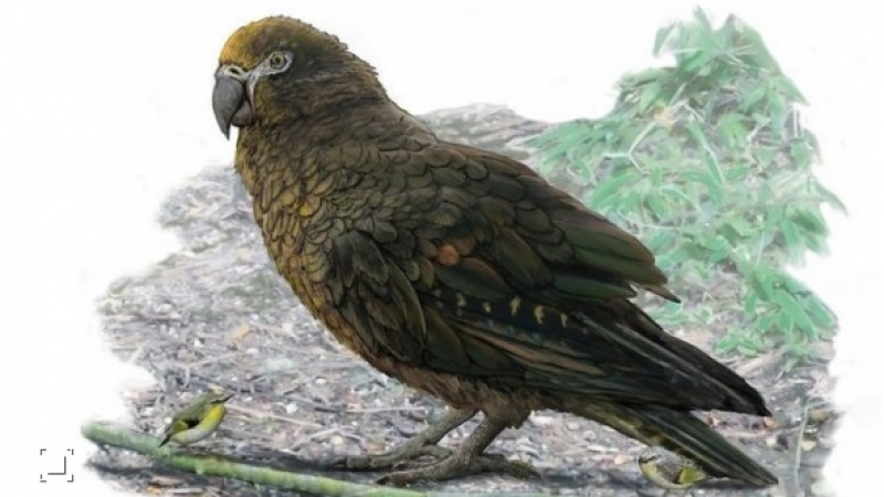 Учени откриха останки от гигански папагал СНИМКА
