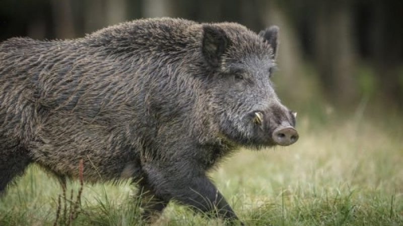 Намериха мъртво диво прасе край Девин, тестват го за африканска чума