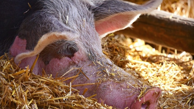 Ликвидират 150 свине в незаконна ферма в Добрич