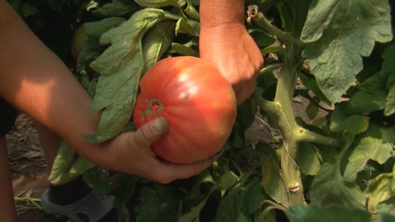 Рекордно високи цени на доматите у нас СНИМКИ