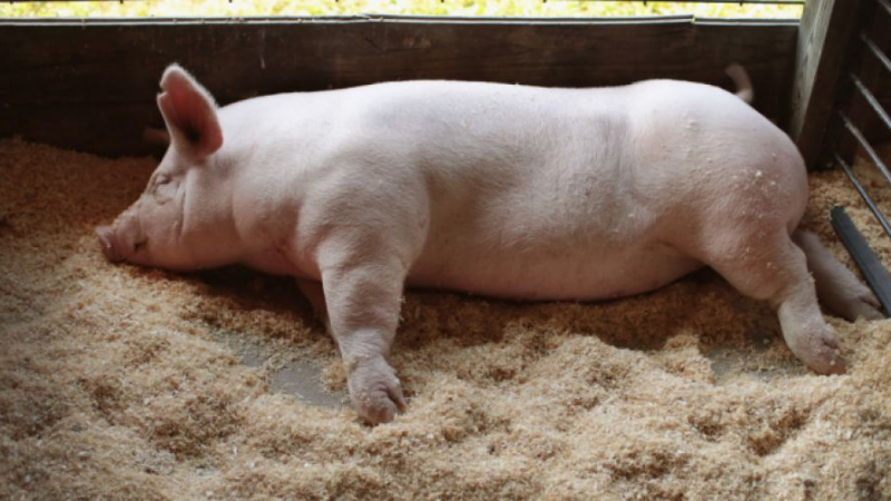 БАБХ констатира огнище на Африканска чума по свинете във Варненско