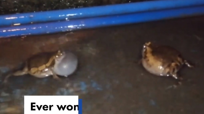 Любопитно ВИДЕО на бой на жаби заснето случайно