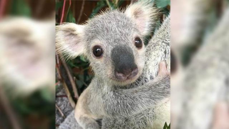 Австралийците избраха най-красивата коала СНИМКА 