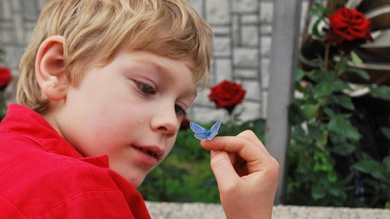Починало момче праща чрез пеперуди послания на сестра си 