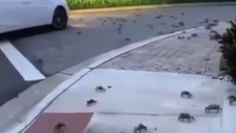 Стотици раци щурмуваха град във Флорида, местните са в шок ВИДЕО 
