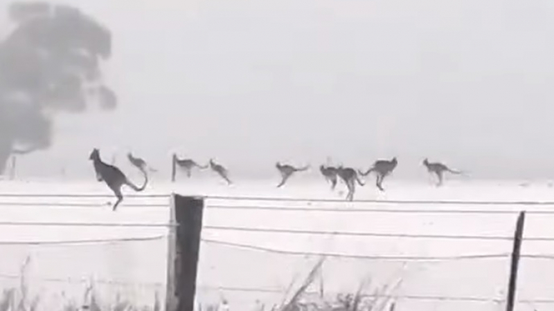 Кучи студ в Австралия. Снимаха как кенгурута скачат в снега (ВИДЕО)