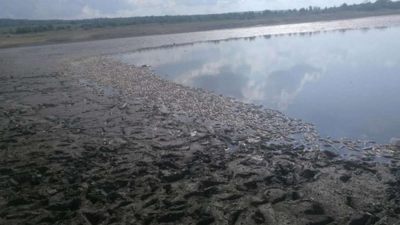 Екокатастрофа край Руен: Тонове мъртва риба изплува в язовир Ръжица СНИМКИ