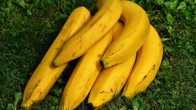Колумбия в паника - гъбичка убива бананите