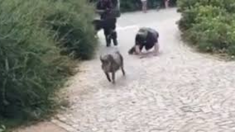 Задържане на годината: Полицаи хващат прасета в продължение на осем часа ВИДЕО
