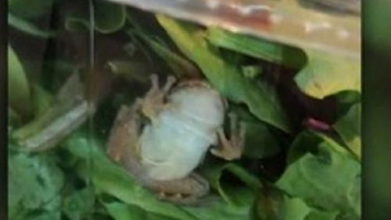 Купиха си органична салата, а вътре откриха жива жаба (СНИМКИ)