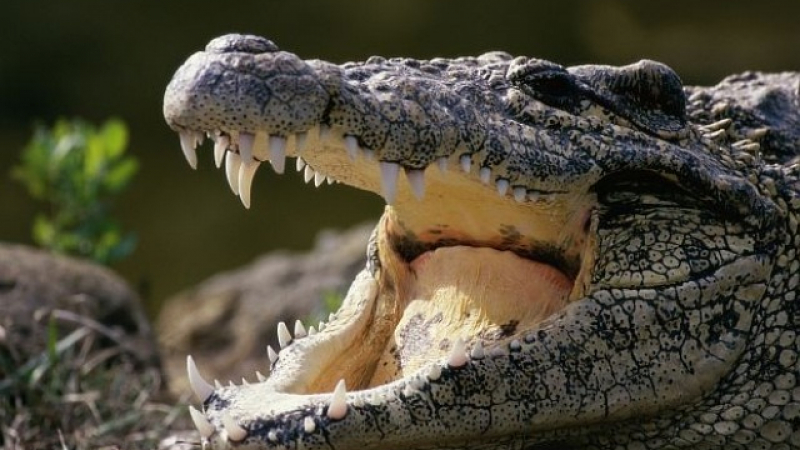 Крокодилът на Фидел Кастро направи големи поразии в Стокхолм 
