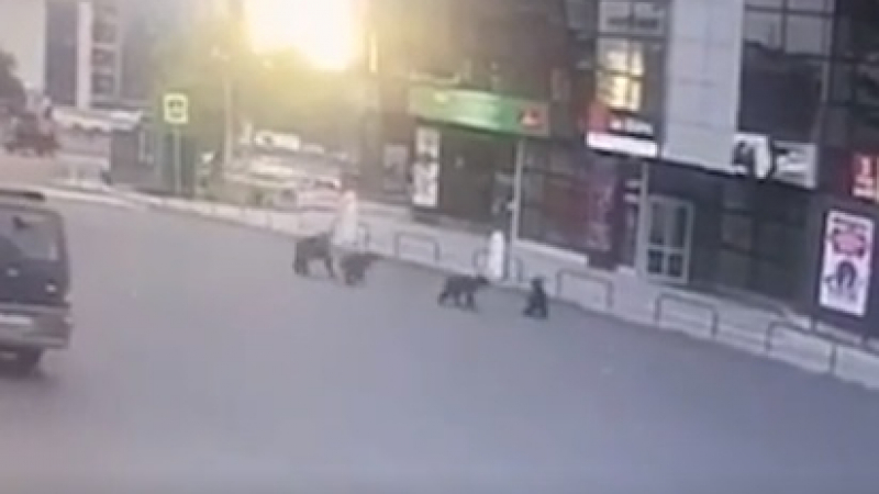 Шокиращо ВИДЕО: Семейство мечки се разхожда спокойно в руски град 
