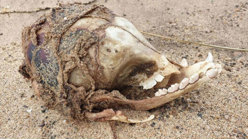 Зловещо: Мистериозен череп с червено петно изплува на плаж