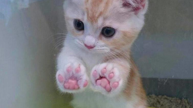 За по-хубав ден: СНИМКИ на лапички на сладки котета 