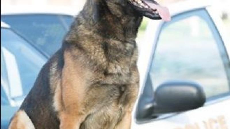 Полицаи оставиха полицейското куче Ози да се изпържи до смърт в патрулка СНИМКИ