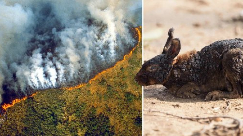 НАСА: Гигантски облак отровен газ идва от пожарите в Амазония ВИДЕО