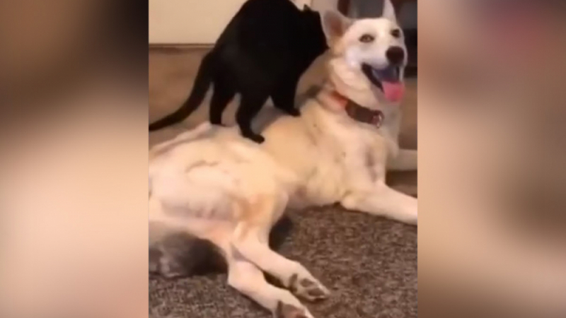 Приятелство: Куче се остави на лапите на коте-масажист ВИДЕО
