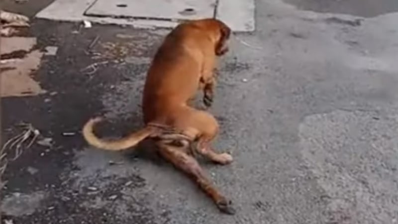 Куче се преструва, че има счупен крак, за да му дадат храна (ВИДЕО)