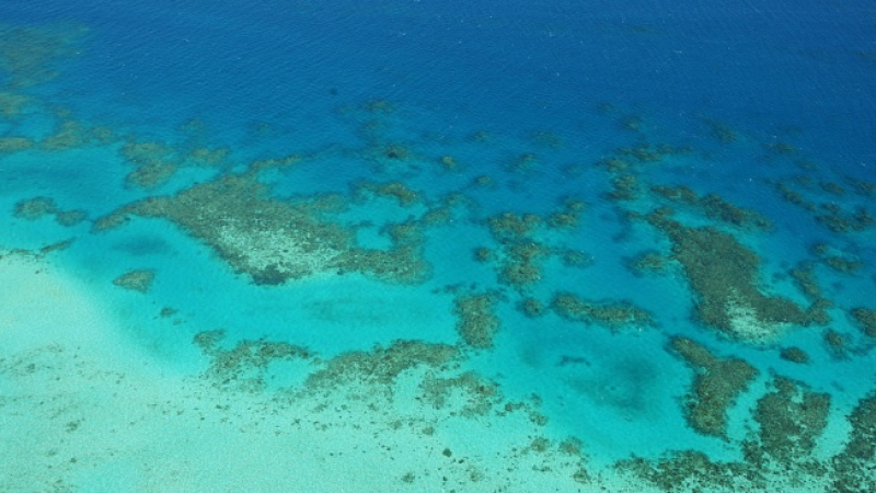Учени: Перспективите за Големия бариерен риф са "много лоши"