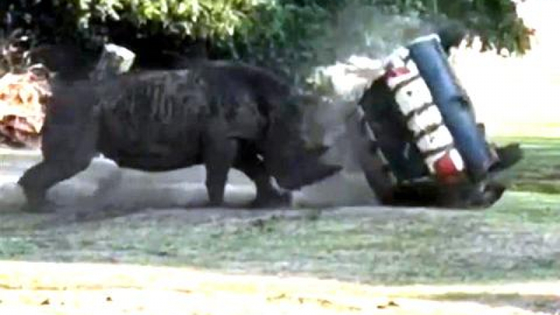 Перничани да не гледат: Разбеснял се носорог сплеска Голф ВИДЕО