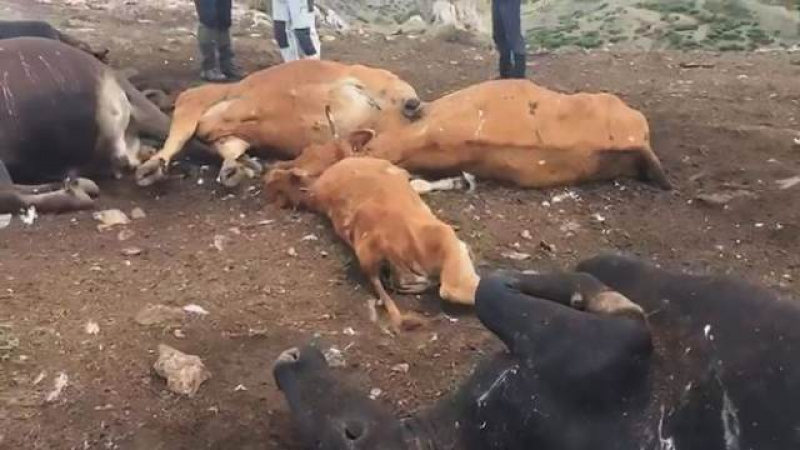 Смъртоносна буря уби стадо крави в Испания 