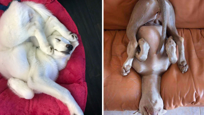 Тези кучета ще ви разсмеят със своите необичайни пози за сън СНИМКИ