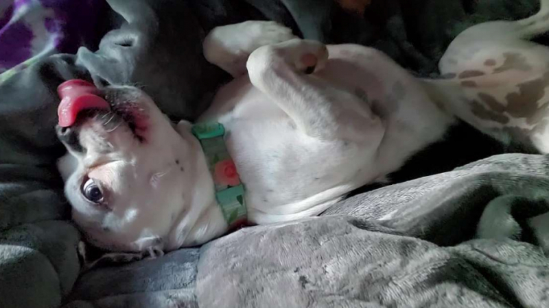 Забавно: Куче отказва да стане от леглото на стопанката си ВИДЕО