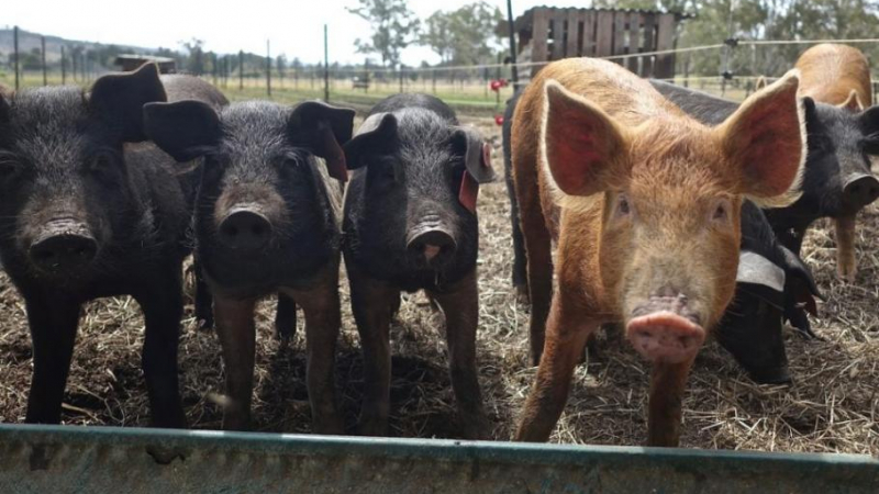 Комунистическа страна въведе отново купоните при покупка на свинско