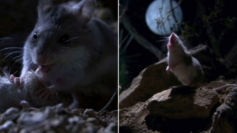 Най-бруталната мишка в света яде скорпиони и вие срещу Луната ВИДЕО