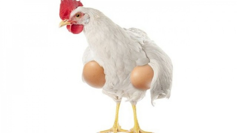 Физиците отговориха на въпроса кое е първо – кокошката или яйцето
