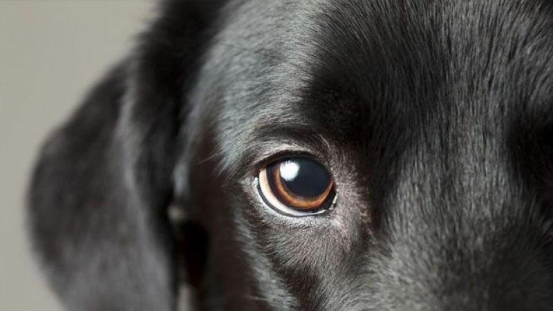 Куче, достойно за "Оскар", стана хит в мрежата ВИДЕО