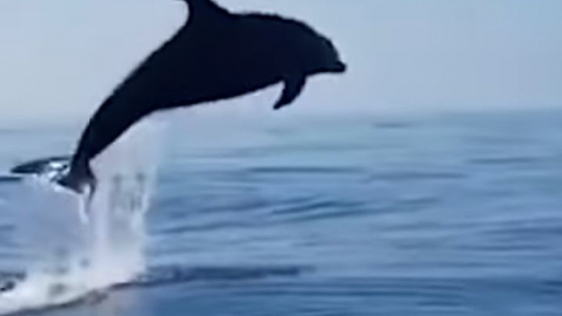 Уникално ВИДЕО: Майка делфин благодари на рибари, спасили детето ѝ