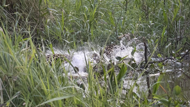 Зрелище: Фотограф засне смъртоносна схватка между алигатор и ягуар ВИДЕО