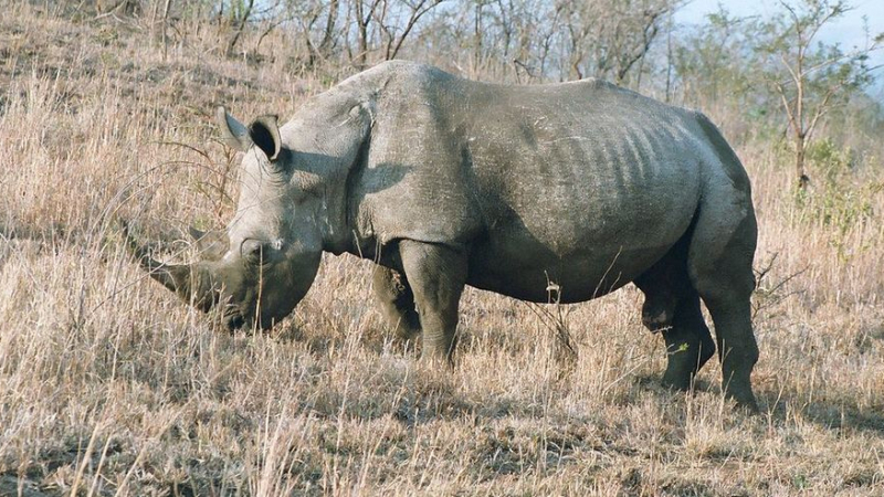 Учени създадоха два ембриона от изчезващ вид бял носорог