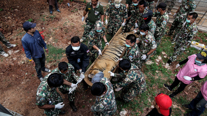 Ужасна смърт застигна 86 „спасени“ тигъра