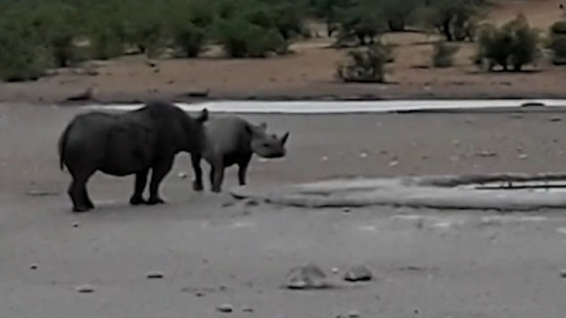 ВИДЕО запечата битката между редки черни носорози
