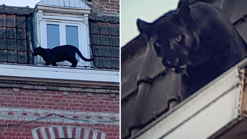 Черна пантера се разходи по покриви на къщи – хората онемяха от ужас ВИДЕО