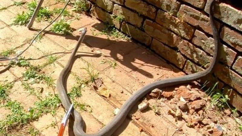 Огромна отровна змия изкара акъла на британско семейство ВИДЕО 