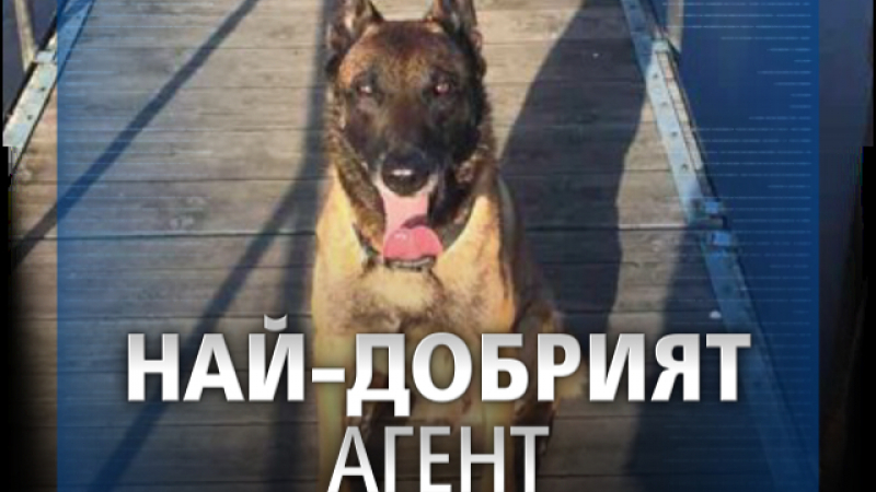 Невероятни истории от живота и службата на най-прочутото куче в България ВИДЕО