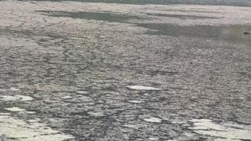 Нещо потресаващо се случва с езерото Панчарево СНИМКИ
