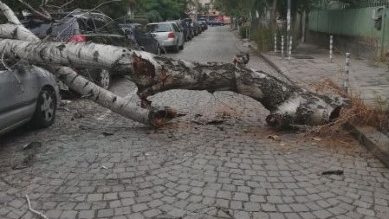 Общината глобява фирма за рухналото пред ИСУЛ дърво