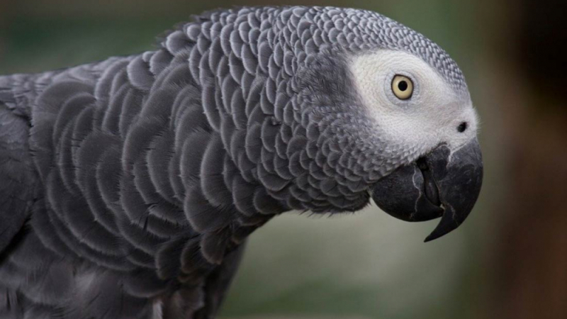 ВИДЕО с този говорящ папагал се превърна в истинска сензация