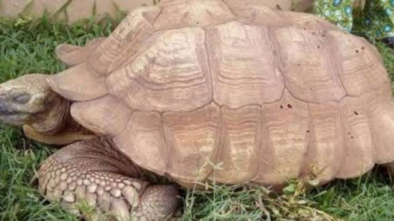 Най-старата костенурка на света почина, възрастта ѝ бе ... 
