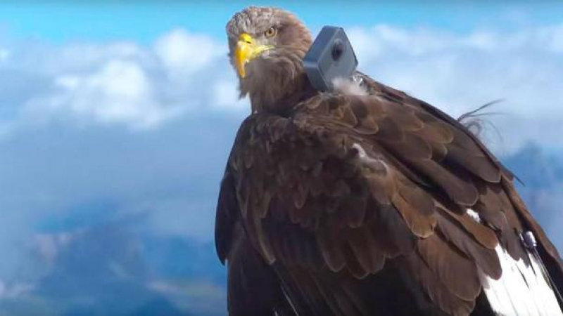 Орел засне с камера нещо ужасно в Алпите ВИДЕО