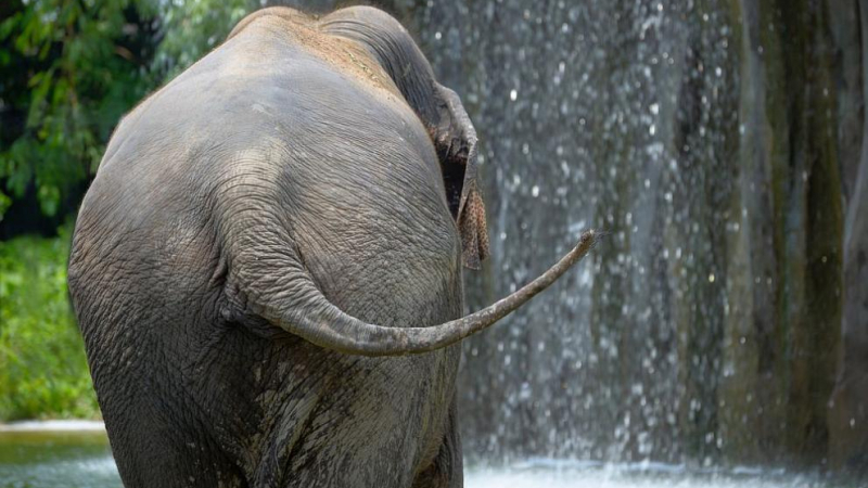 6 слона загинаха във Водопада към ада при опит да се спасят един друг 