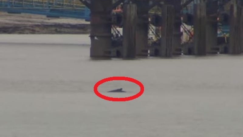 Огромно морско чудовище изплува в Темза до Лондон ВИДЕО