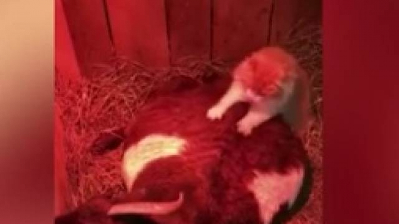 Мрежата е във възторг: Котка направи масаж на бременна коза ВИДЕО