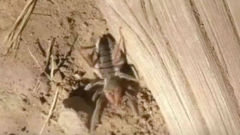 Странен паяк-скорпион заснет на ВИДЕО